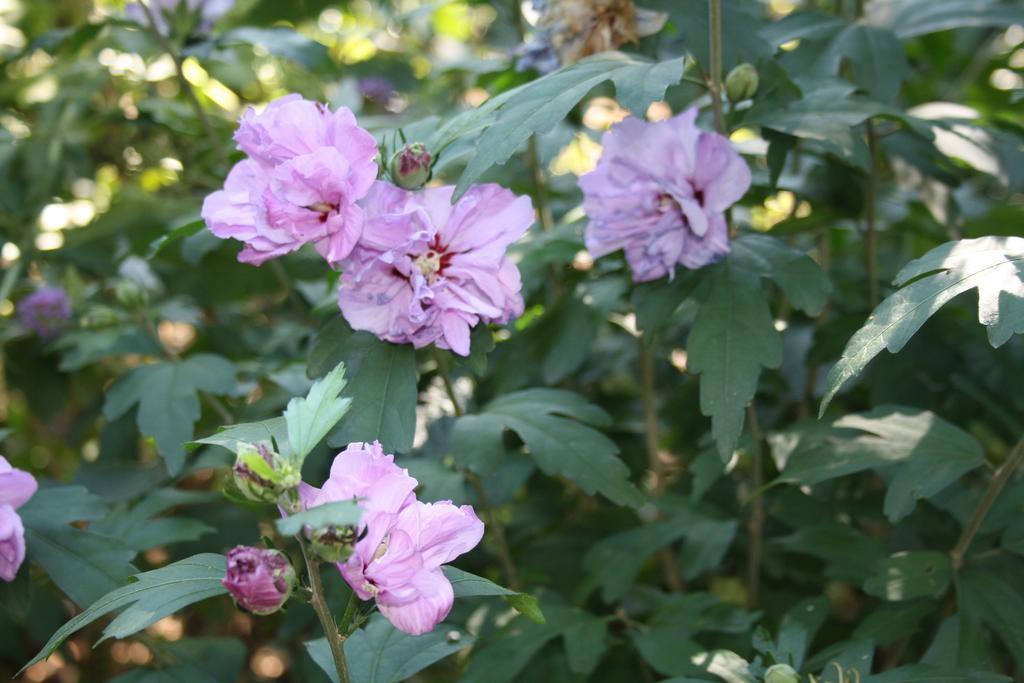 Biedermeier Born Luaran gambar